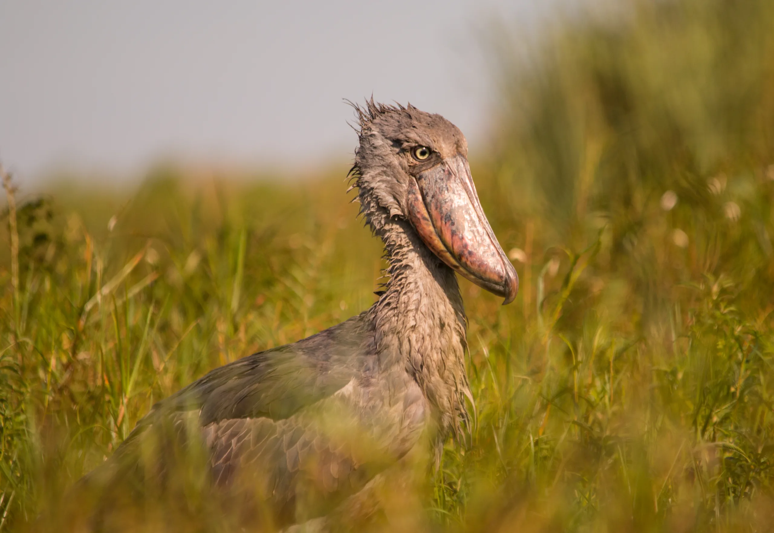 Things to Do in Entebbe