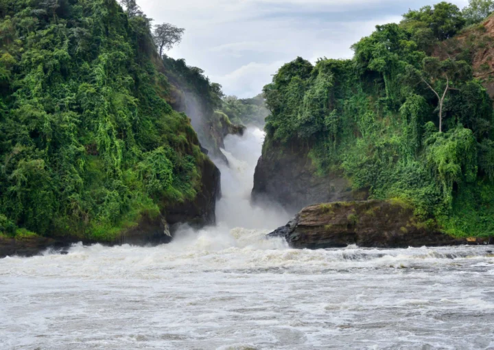 Uganda safari bucket list