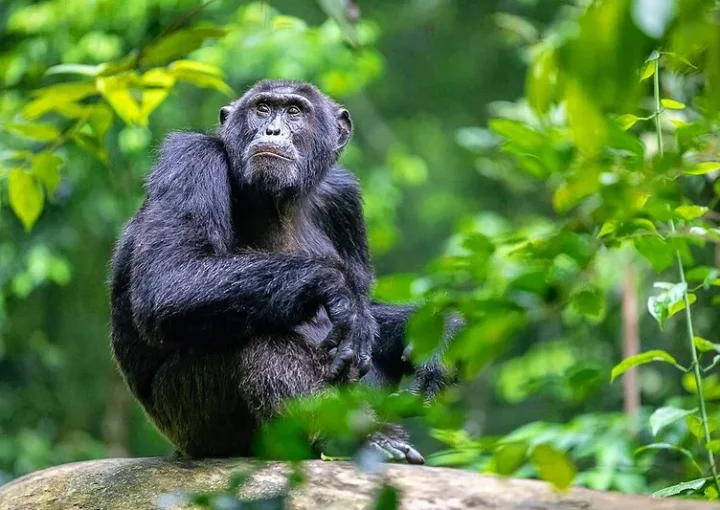 Chimpanzee Trekking in Kalinzu Forest