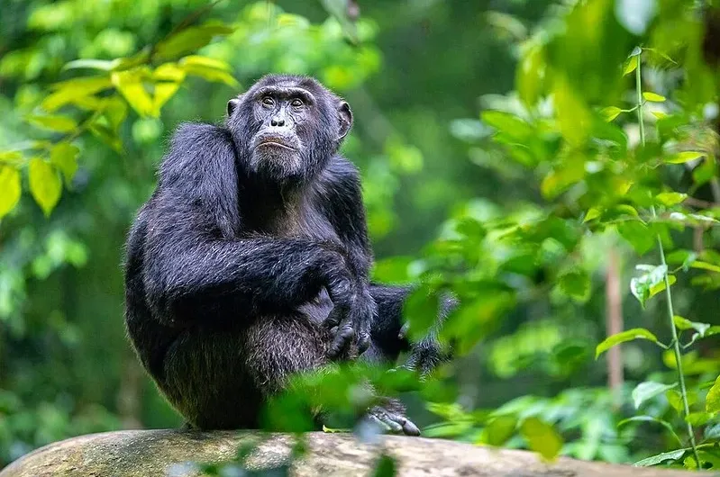 Chimpanzee Trekking in Kalinzu Forest