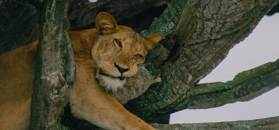 Tree Climbing Lions in Uganda