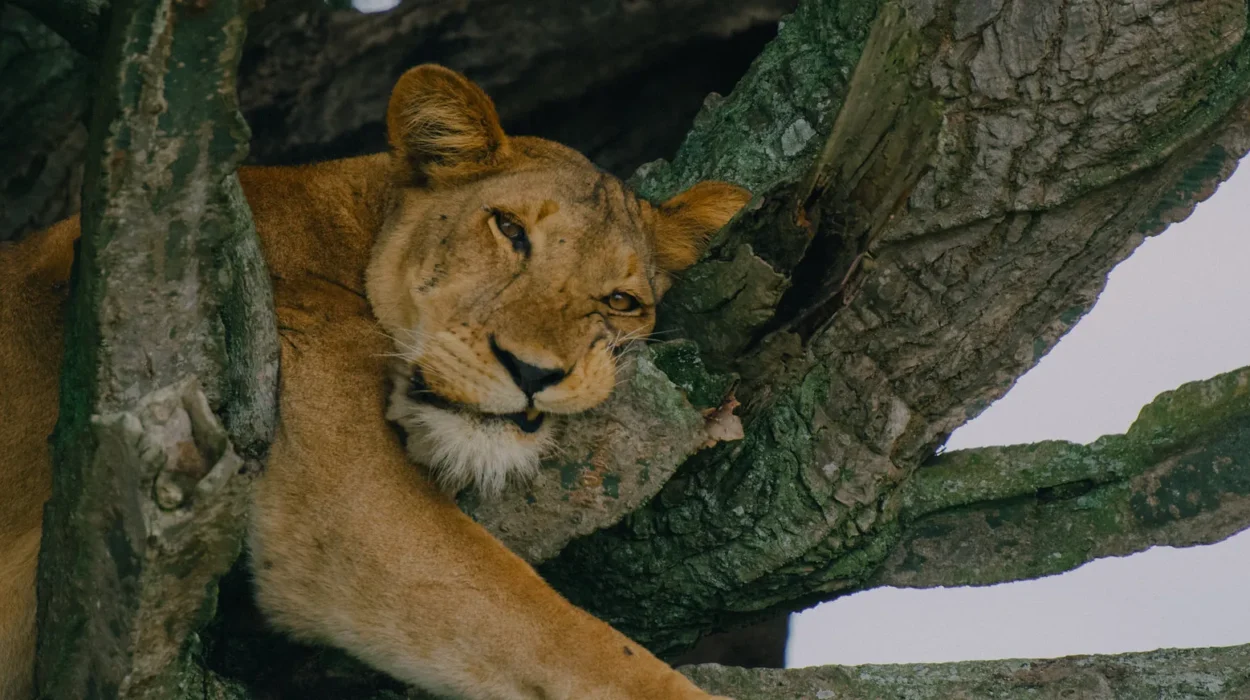 Tree Climbing Lions in Uganda