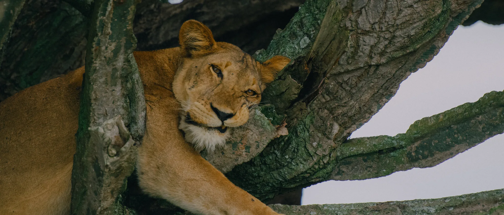 Tree Climbing Lions in Uganda