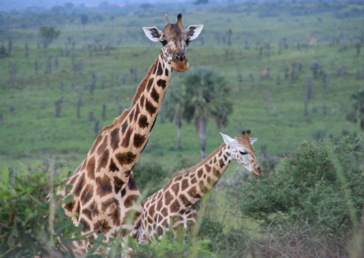 Destinations for Family Safaris in Uganda