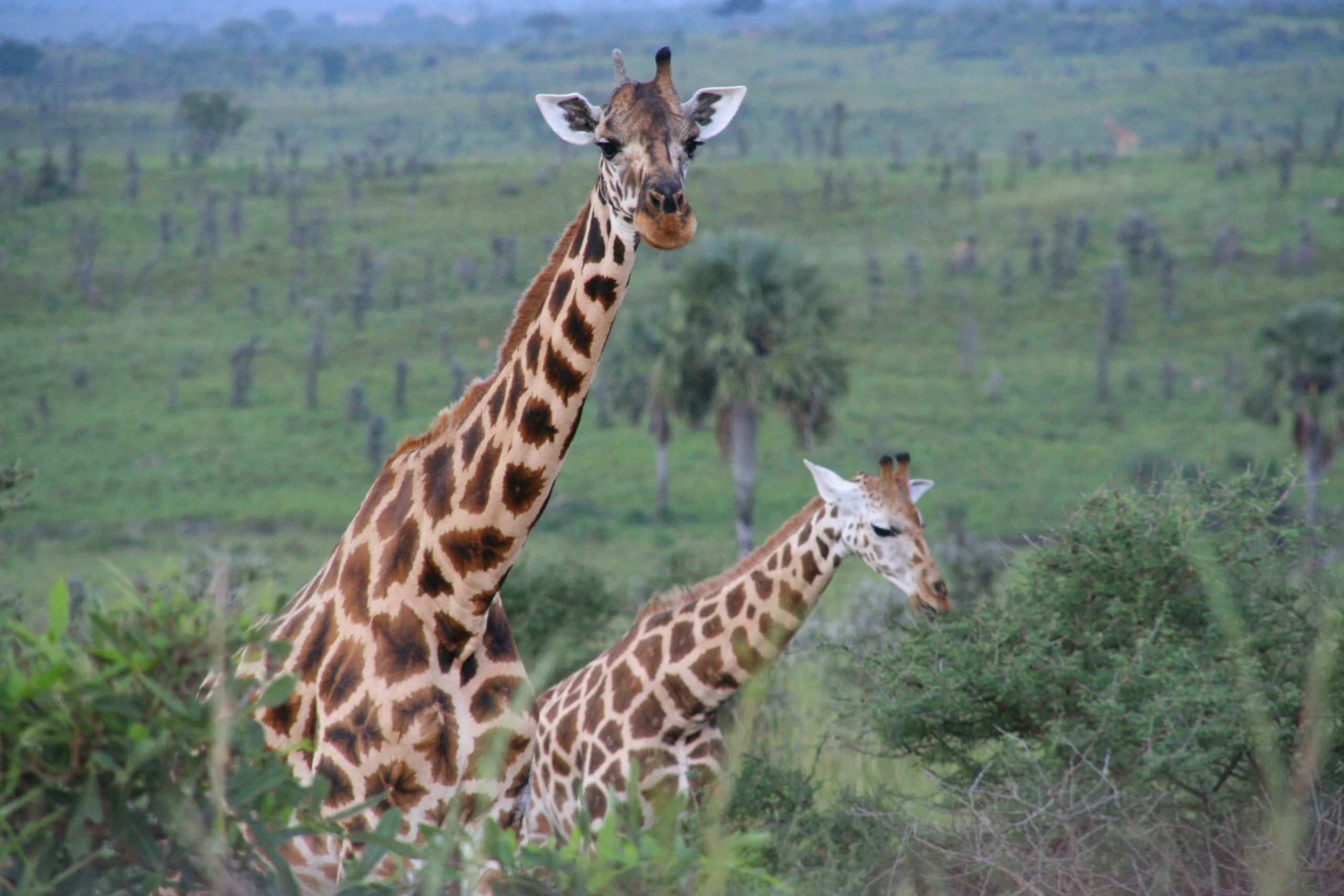 Destinations for Family Safaris in Uganda