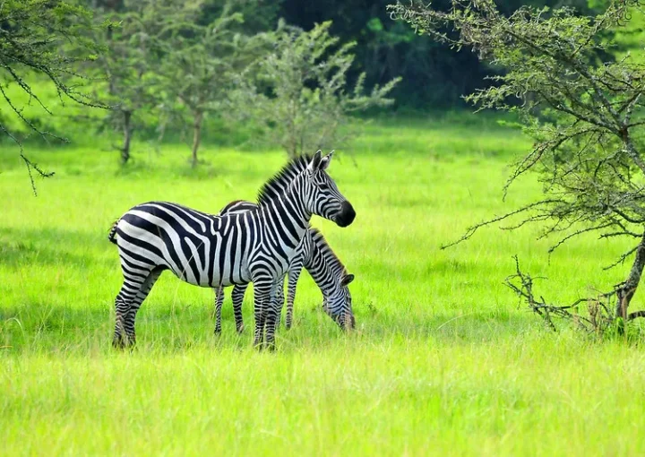 Lake Mburo safaris from Bwindi