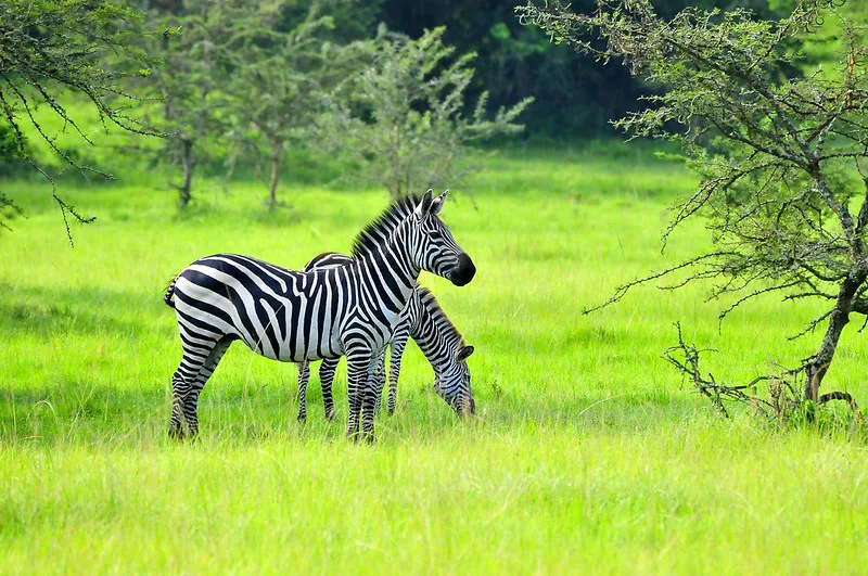 Lake Mburo safaris from Bwindi