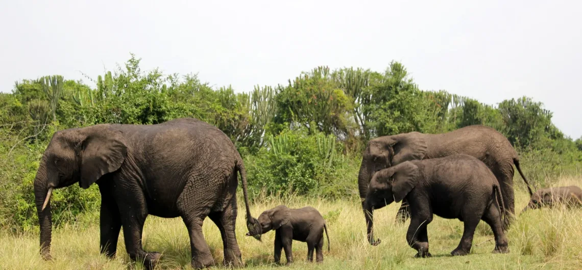 Family Safaris to Uganda