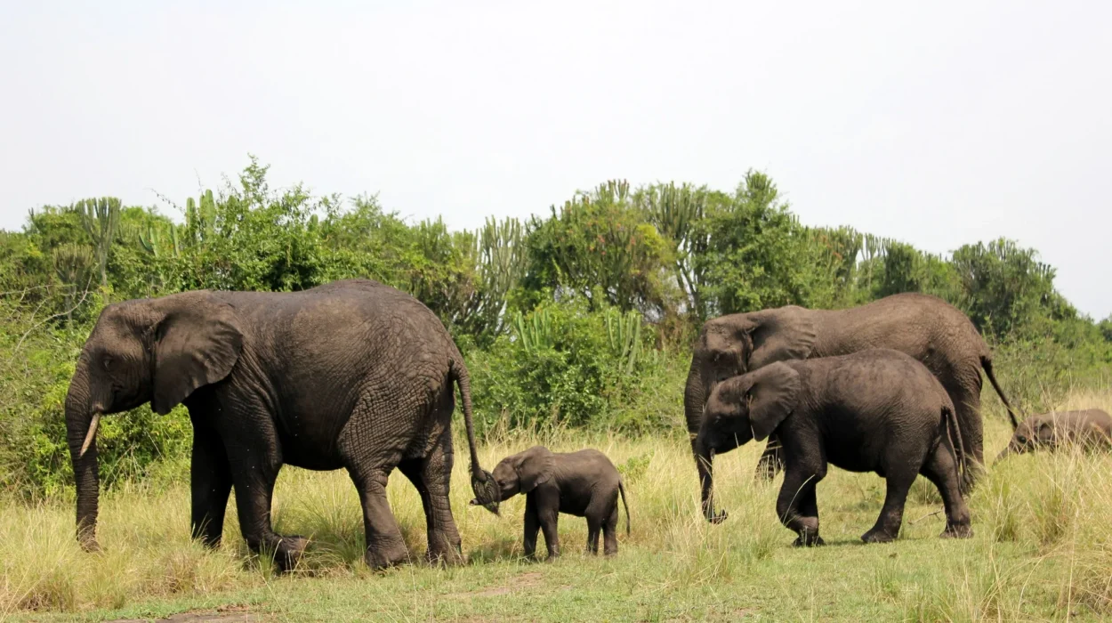 Family Safaris to Uganda