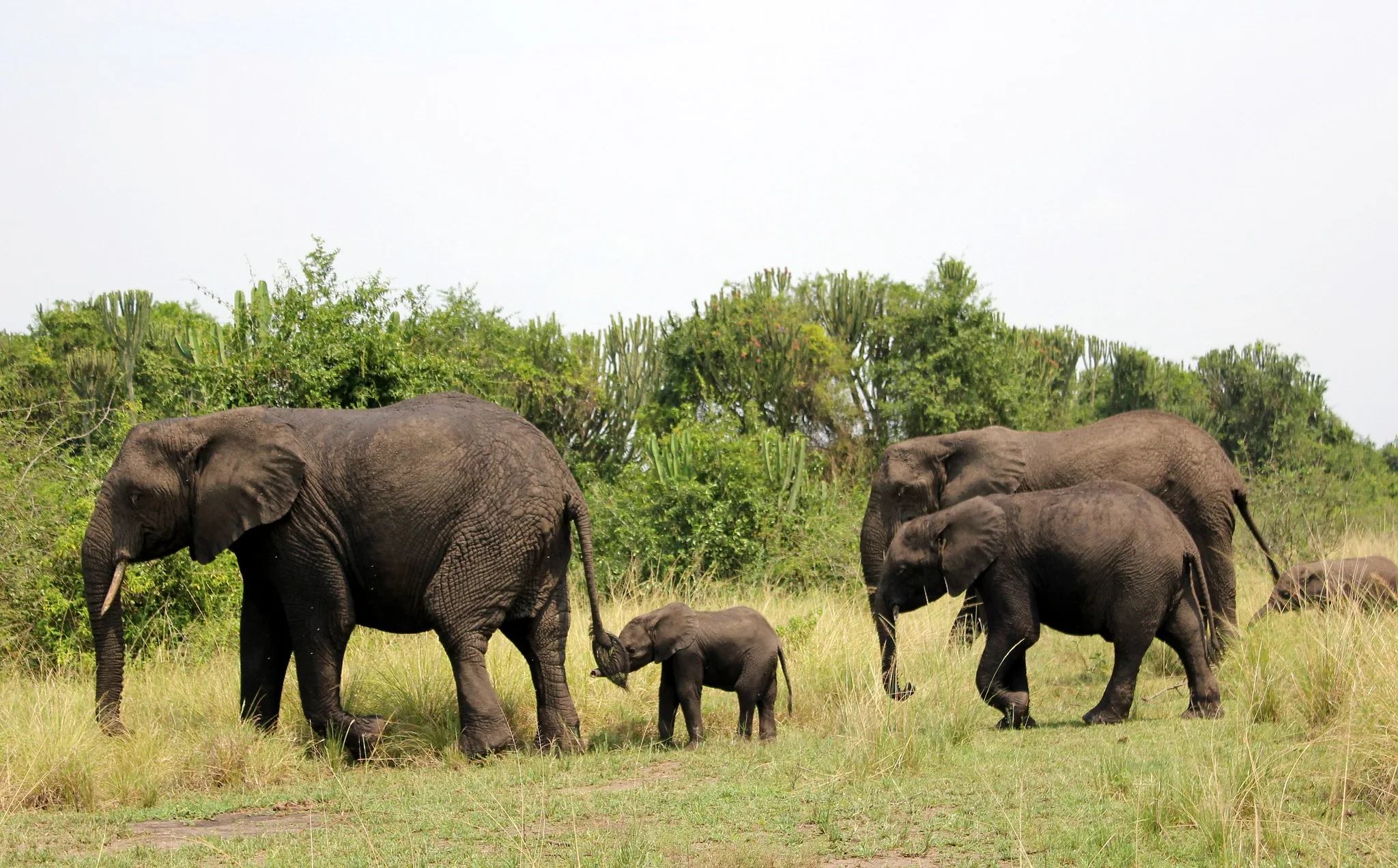 Family Safaris to Uganda