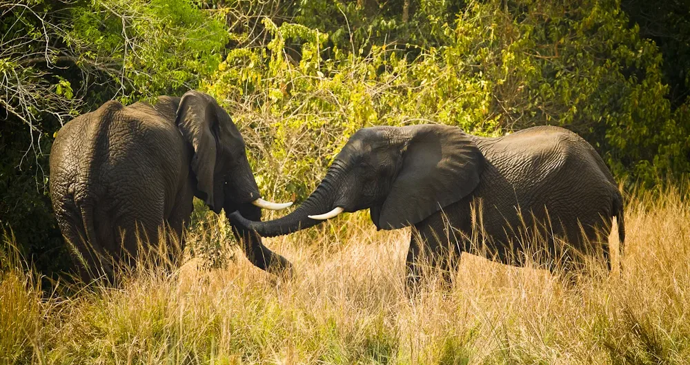 Uganda Safaris in September