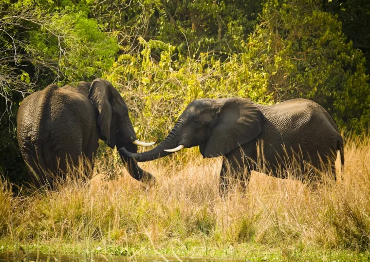 Uganda Safaris in September