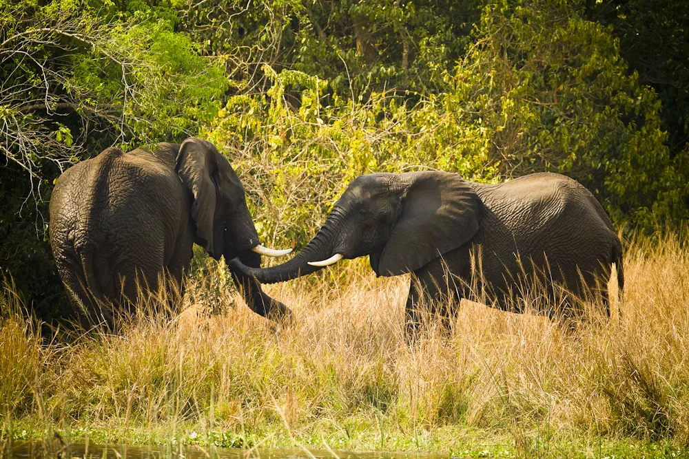 Uganda Safaris in September