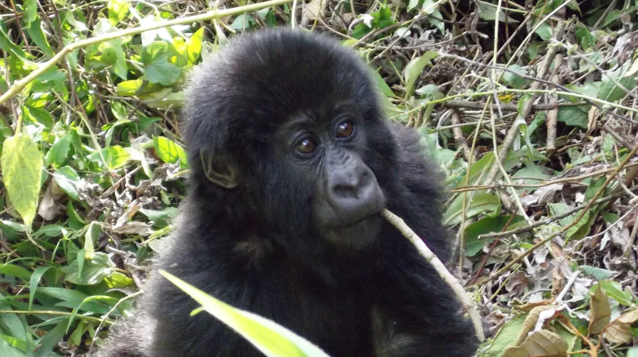 Gorilla Trekking in 2024