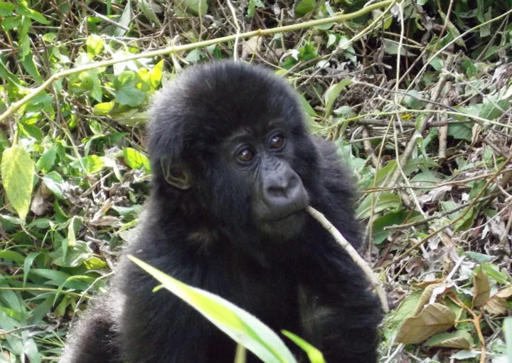 Gorilla Trekking in 2024