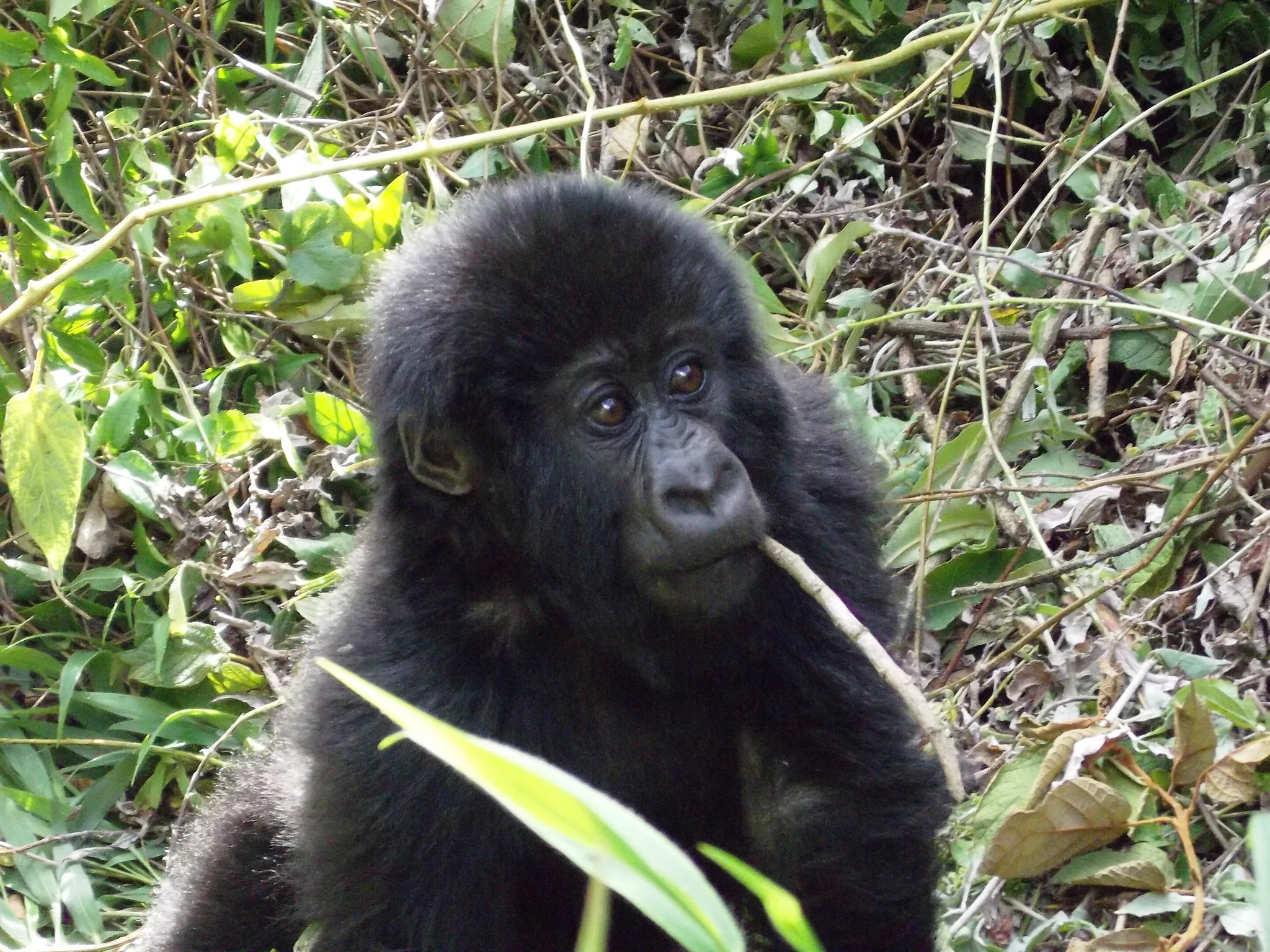 Gorilla Trekking in 2024