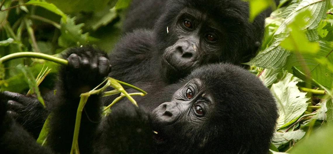 Primate safaris in Uganda