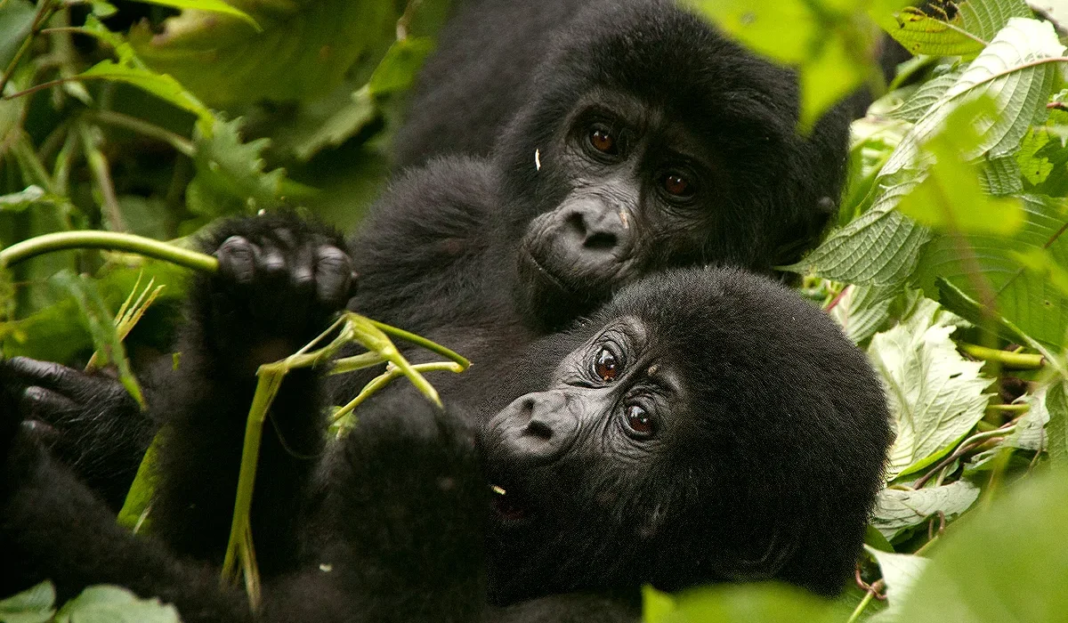 Primate safaris in Uganda