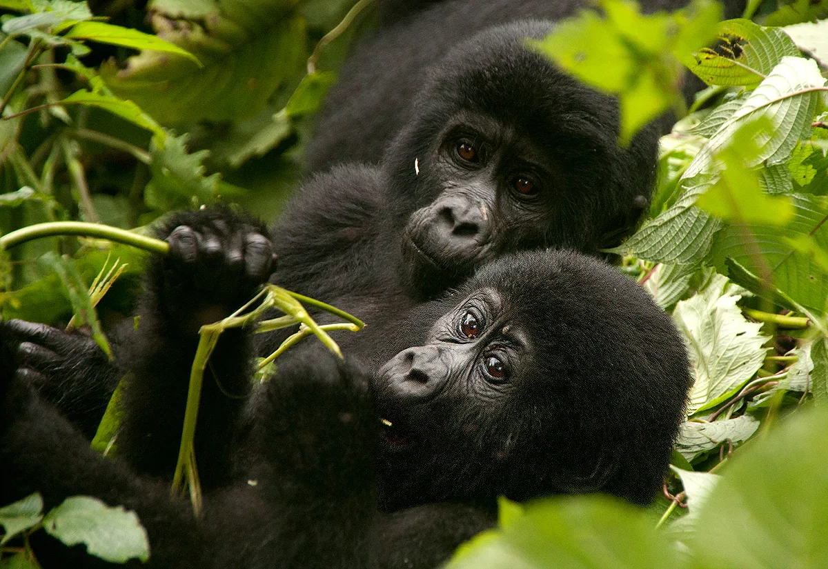 Primate safaris in Uganda