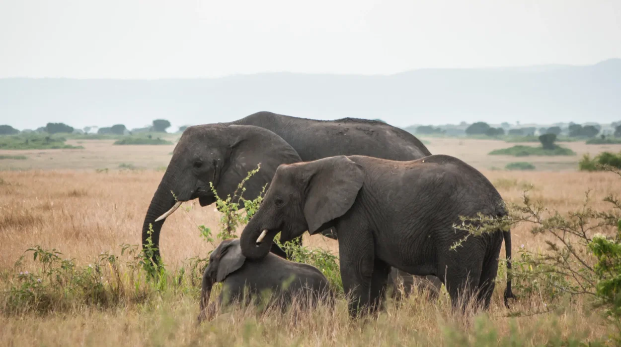 Uganda Safari 2025