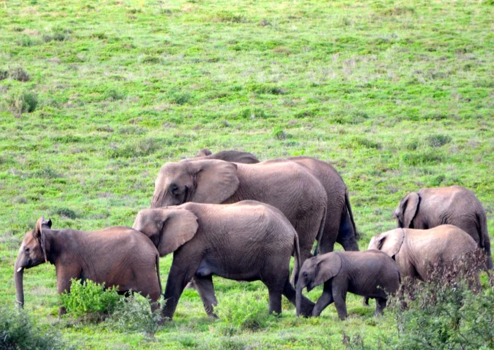 Family safaris in Uganda