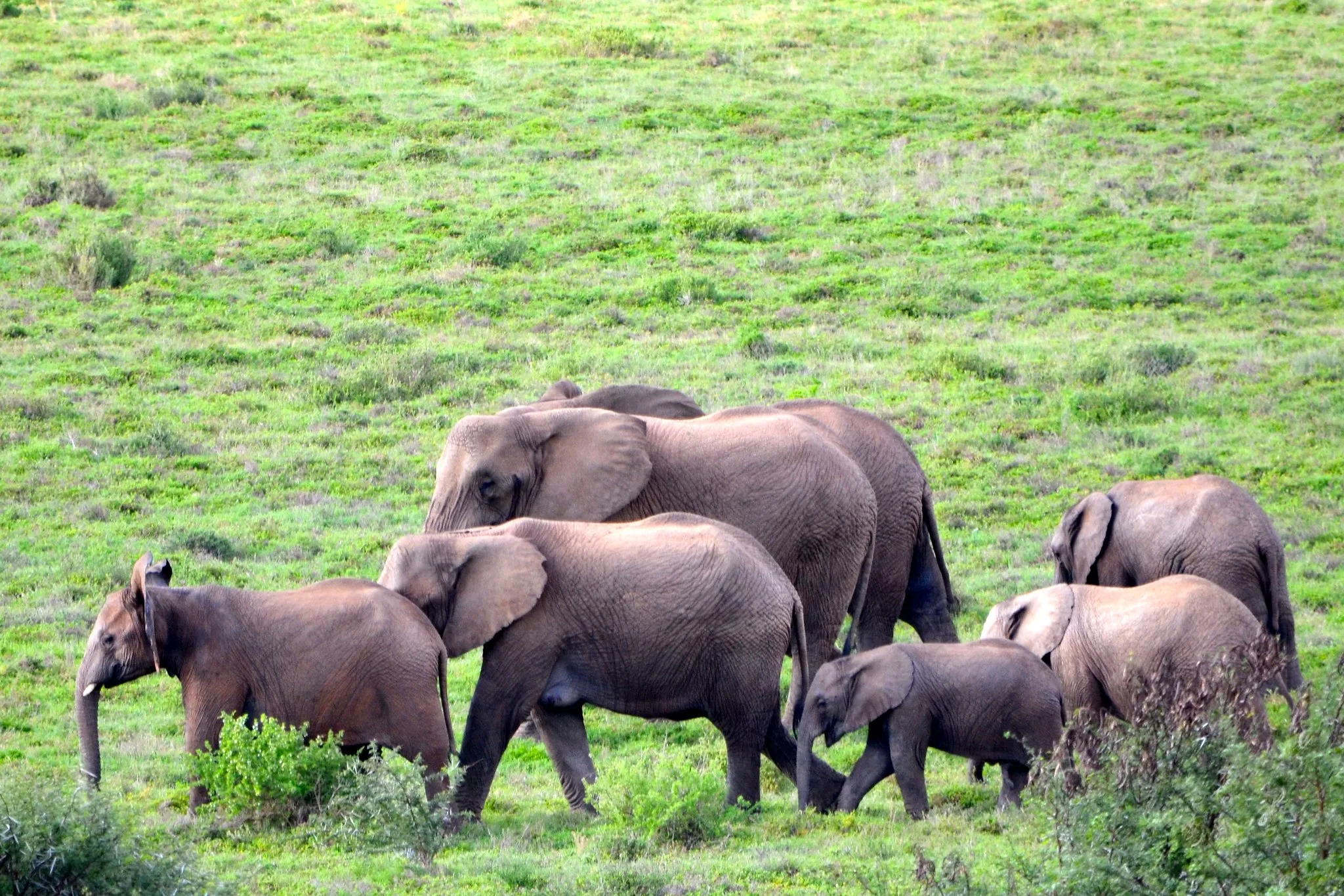Family safaris in Uganda