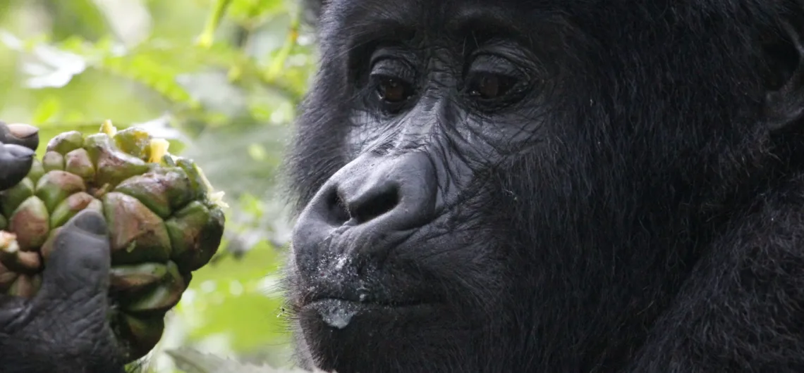 Uganda a Top Location for Gorilla Trekking