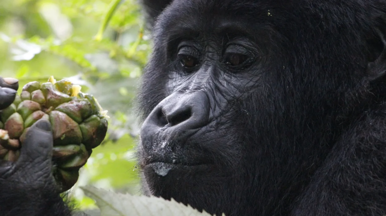 Uganda a Top Location for Gorilla Trekking