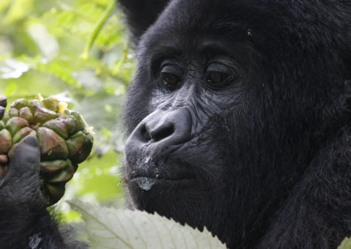 Uganda a Top Location for Gorilla Trekking
