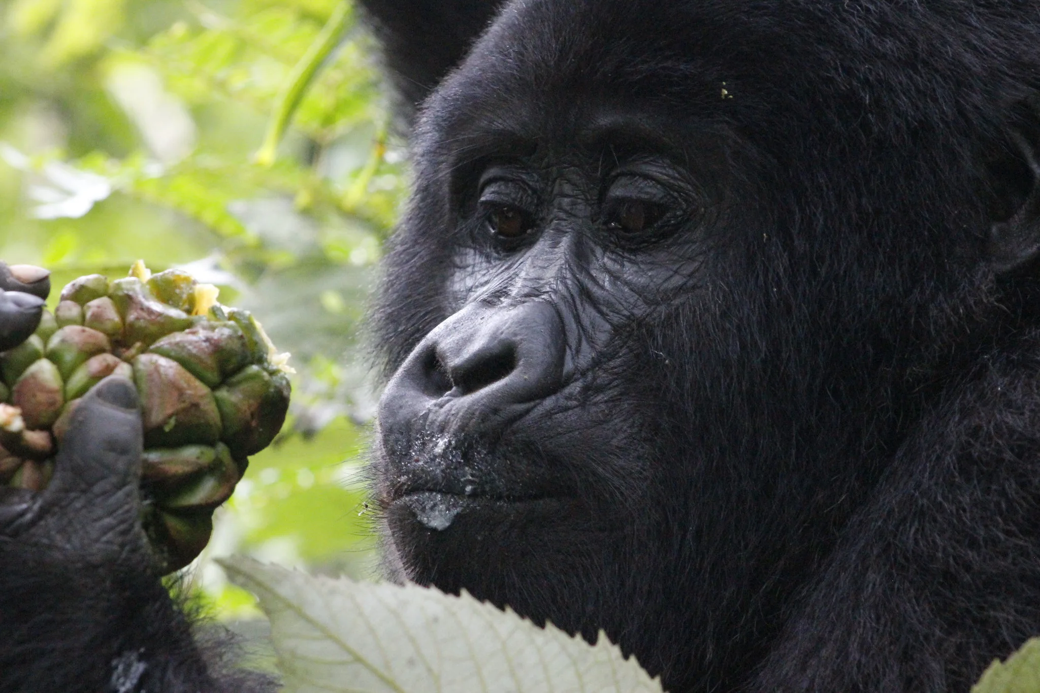 Uganda a Top Location for Gorilla Trekking