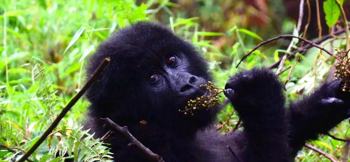 Gorillas in Uganda