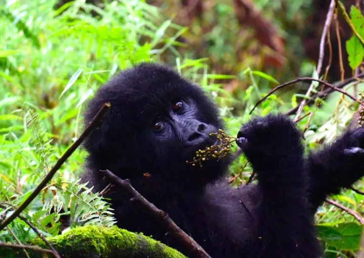 Gorillas in Uganda