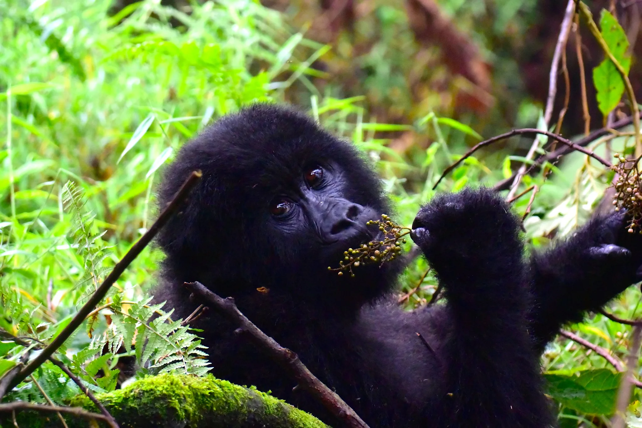 Gorillas in Uganda