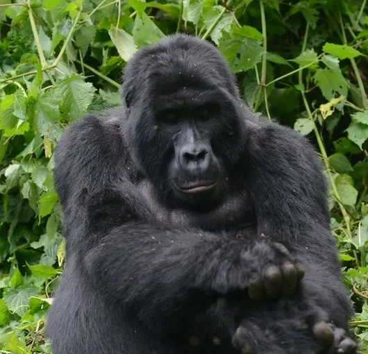 who is eligible to trek gorillas in Uganda and Rwanda?