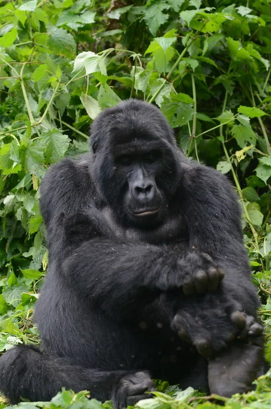 who is eligible to trek gorillas in Uganda and Rwanda?