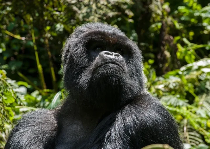 10 things to consider before booking a Rwanda safari in 2024-2025.