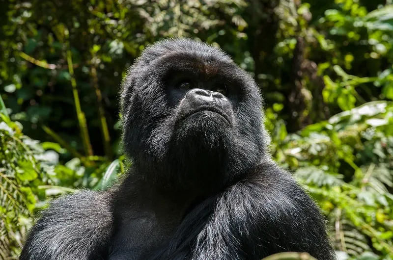 10 things to consider before booking a Rwanda safari in 2024-2025.