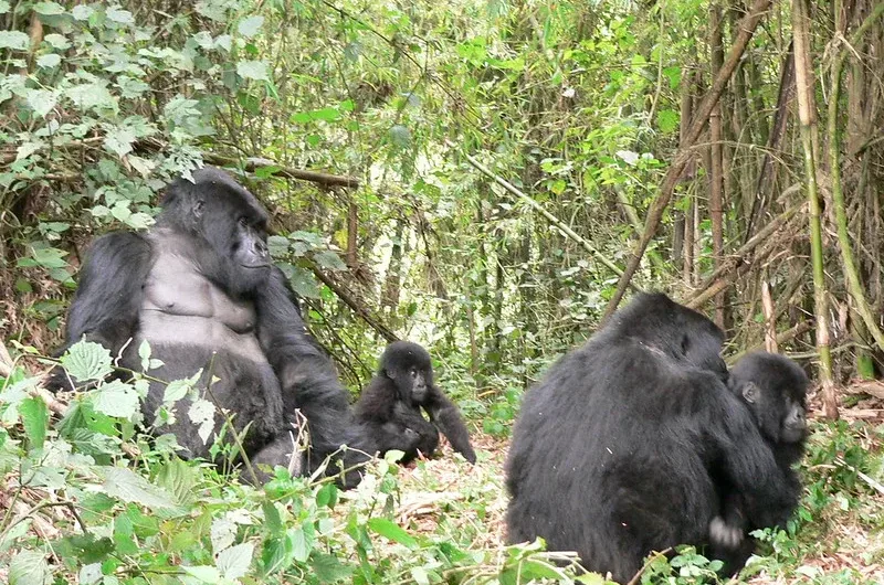 2016-17 offlow season discounted permits increased to $450.00 - Gorilla trekking permits.