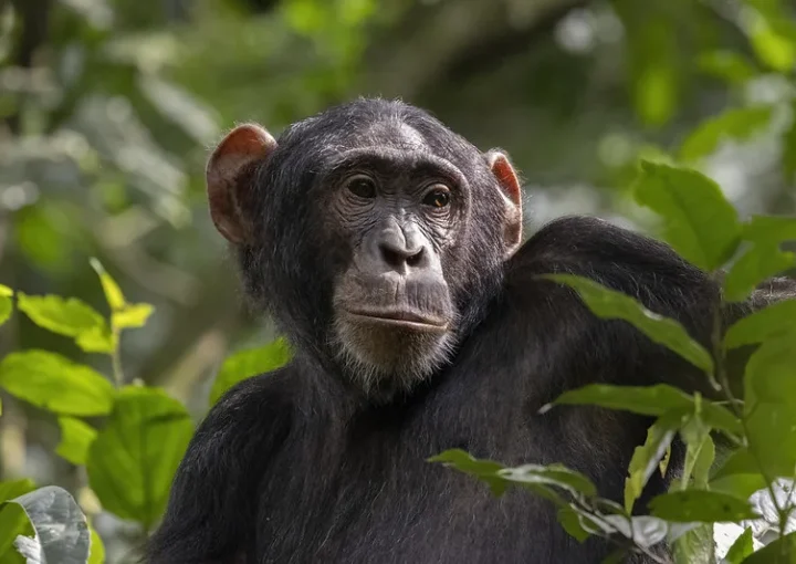 2016-2017 Low season gorilla and chimpanzee permit discounts.