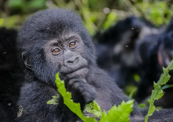 2024-2025 affordable and discounted gorilla trekking safaris in Uganda.