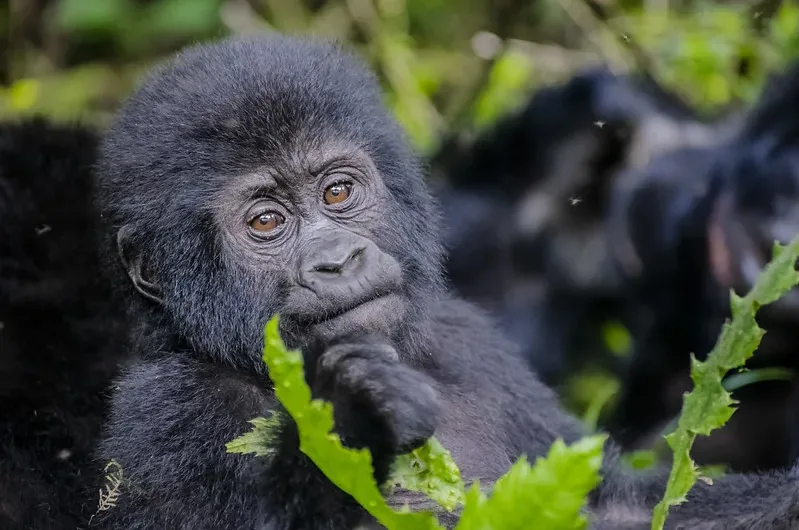 2024-2025 affordable and discounted gorilla trekking safaris in Uganda.