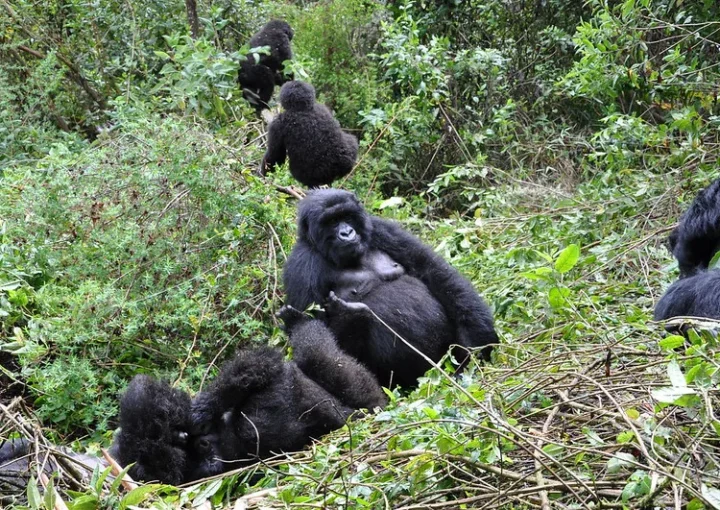 2024 November Gorilla Safari discounts