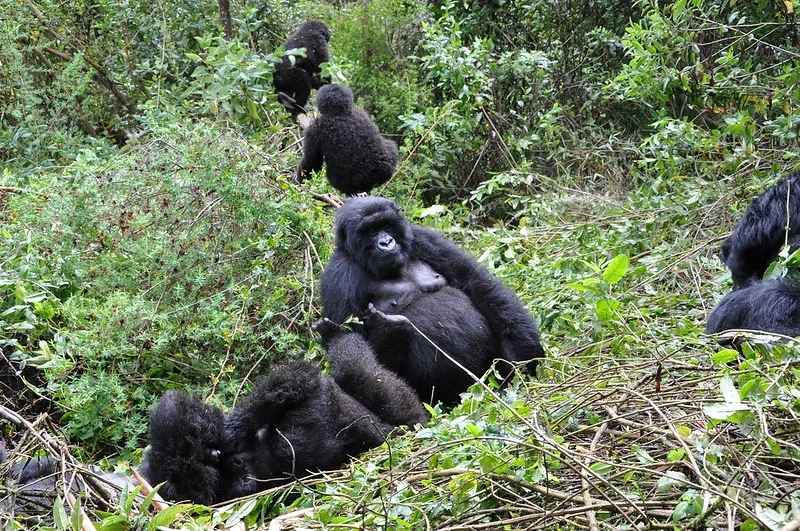 2024 November Gorilla Safari discounts