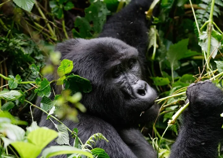 2024 November discounted gorilla permits.