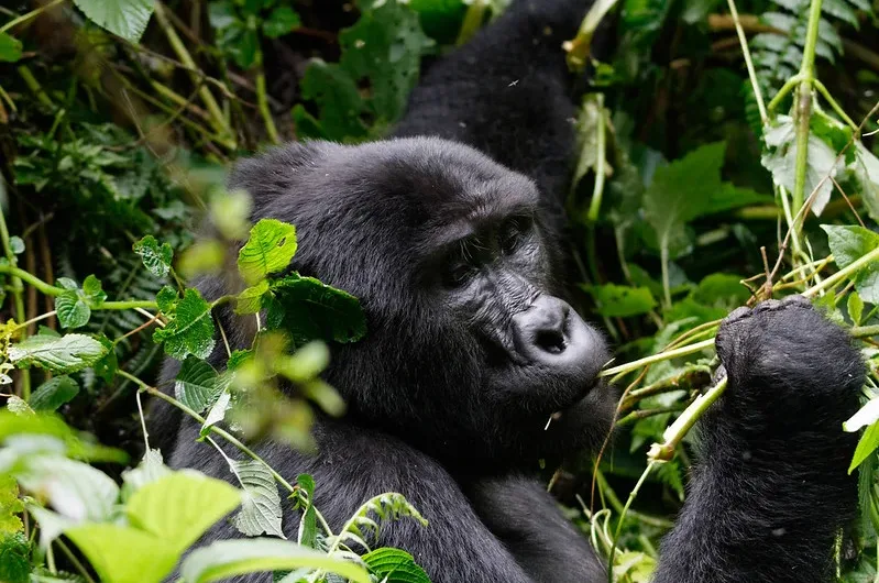 2024 November discounted gorilla permits.