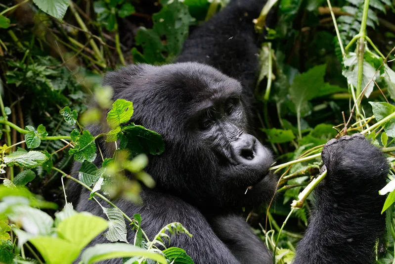 2024 November discounted gorilla permits.