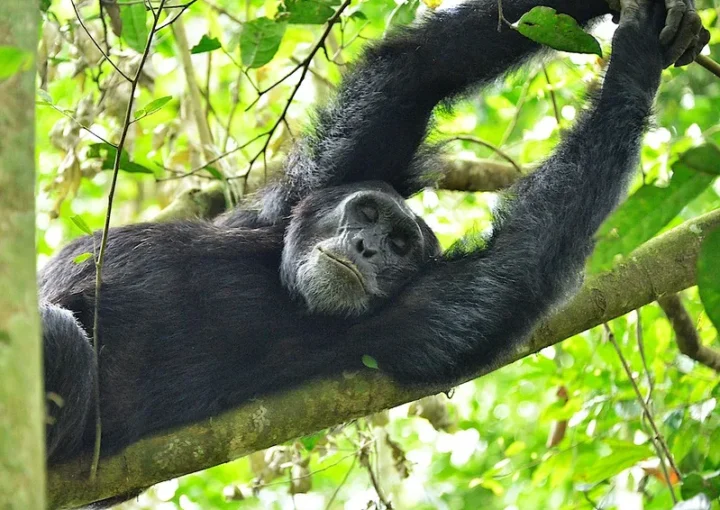 2025 best chimpanzee trekking spots in Uganda.