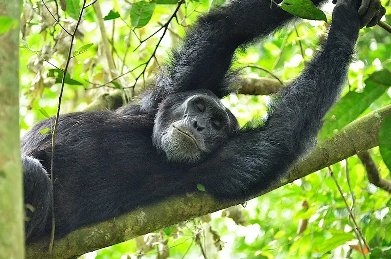 2025 best chimpanzee trekking spots in Uganda.