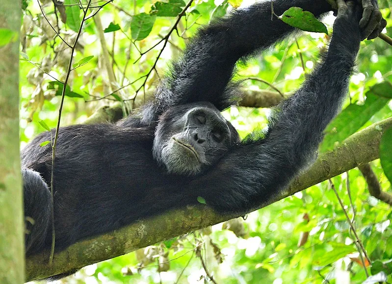 2025 best chimpanzee trekking spots in Uganda.