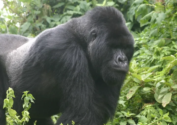 2025 gorilla habituation experience bwindi safaris.